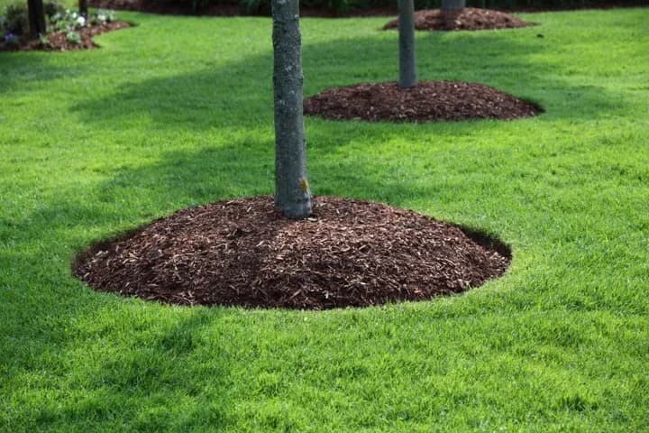 Mulch Installation