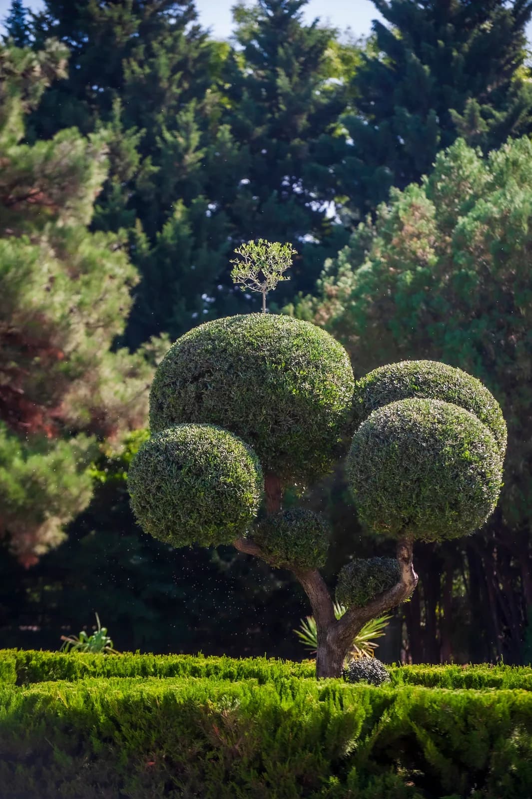 Precision Trimming & Pruning