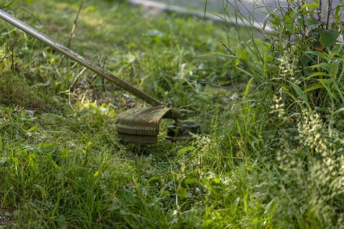 Weed Removal & Control