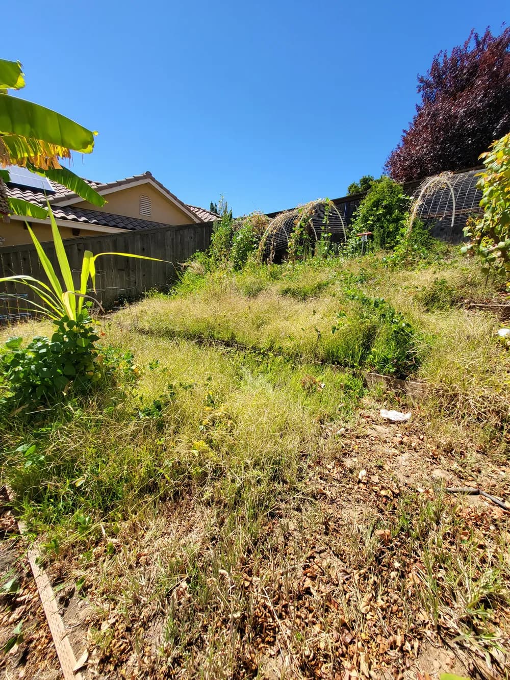 Overgrown yard before cleanup in El Dorado Hills